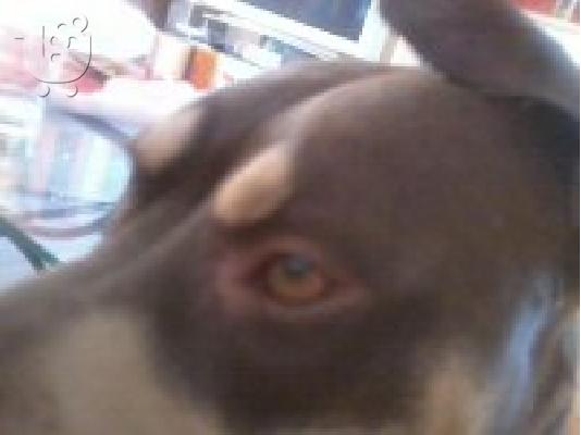 Pit bull red nose..Kαθαρόαιμα Μόνο για γνώστες..